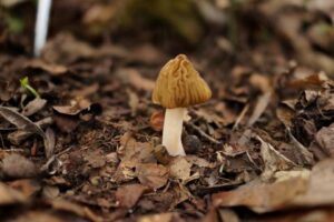 Houba-kačenka česká