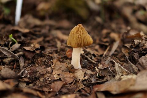 Houba-kačenka česká